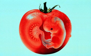 The Cannibal’s (GMO) Tomato