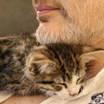 Meet WikiLeaks Founder Julian Assange’s Cute and Cuddly Embassy Cat