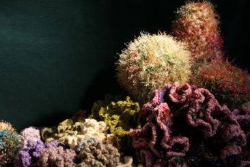 Crochet Coral Reef: The Book