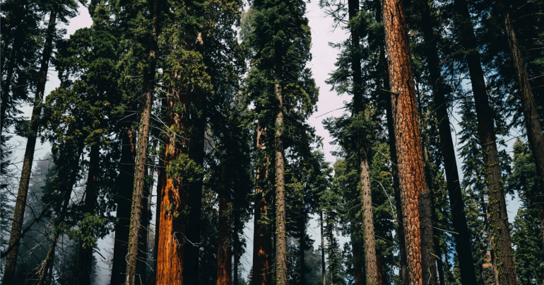 Don’t Let Trump Axe Giant Sequoia National Monument!